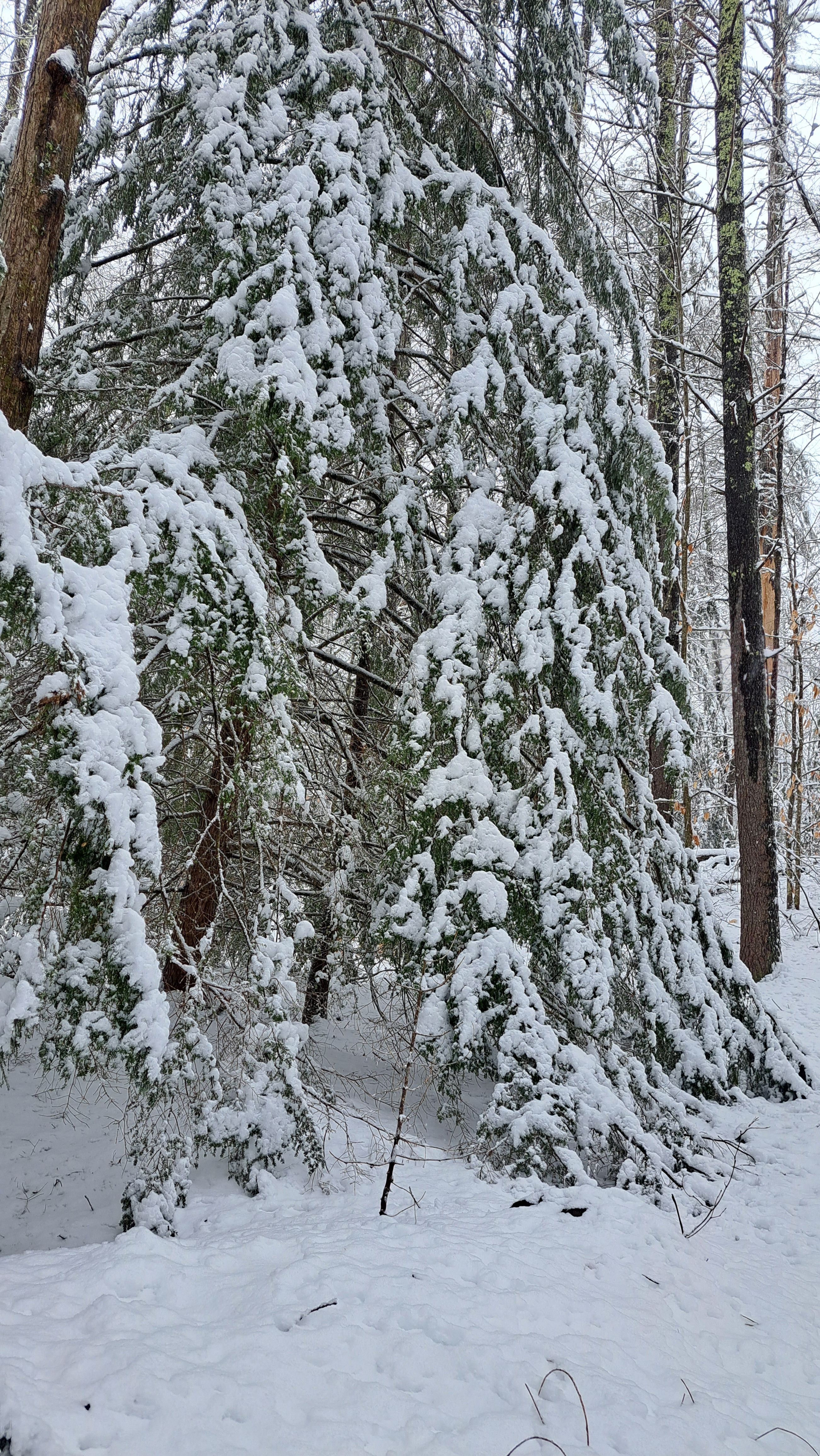 Picture of a snow covered tree