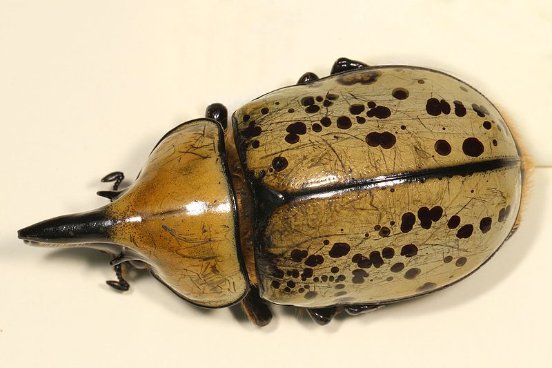 Photo of an Eastern Hercules beetle taken by Judy Gallagher