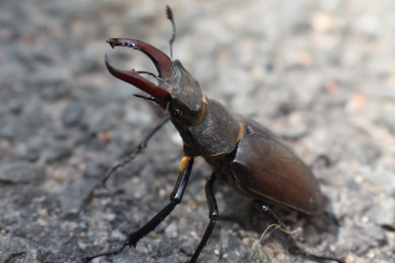 Picture of a stag beetle by Pablo Baeyens
