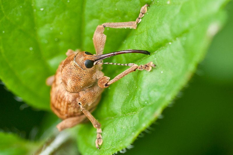 Photo of an acorn weevil taken by mathias_krumbholz