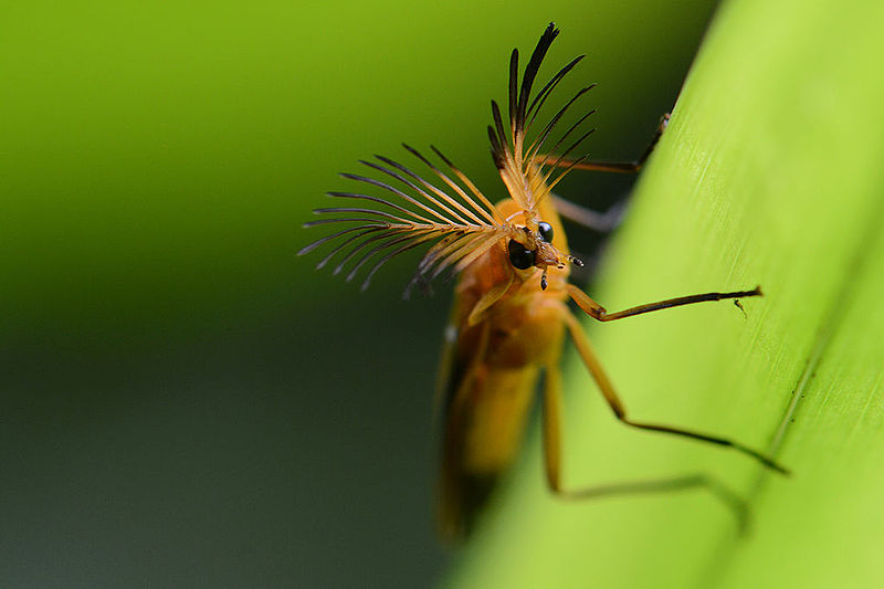 Photo of a glowworm beetle on a leaf taken by Geoff Gallice