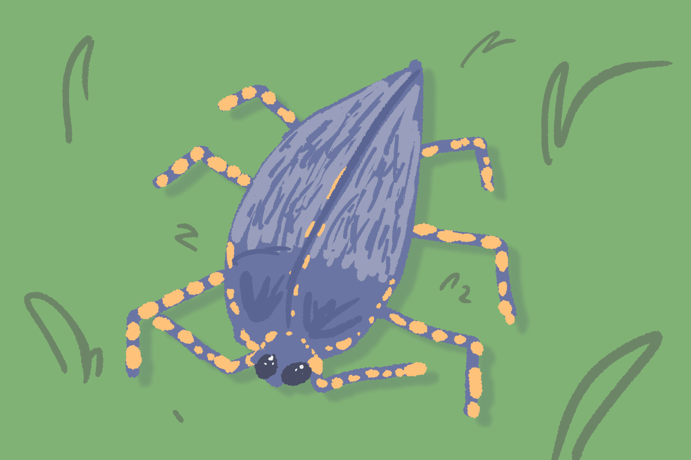 Drawing of an interesting beetle I saw one day but could not ID